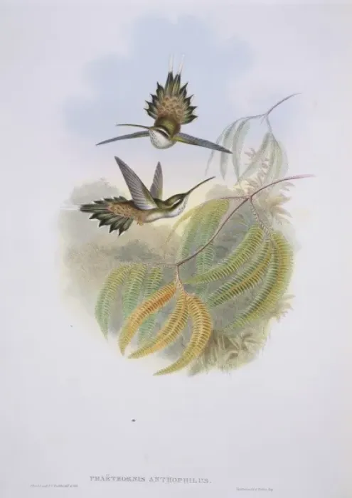 Framed Print : Phaethornis anthophilus, pale-bellied hermit Framed Print : Phaethornis anthophilus, pale-bellied hermit