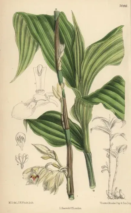 Framed Print : Phajus pauciflorus, white orchid native to Java Framed Print : Phajus pauciflorus, white orchid native to Java