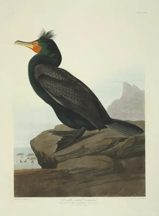 Framed Print : Phalacrocorax auritus, double-crested cormorant Framed Print : Phalacrocorax auritus, double-crested cormorant