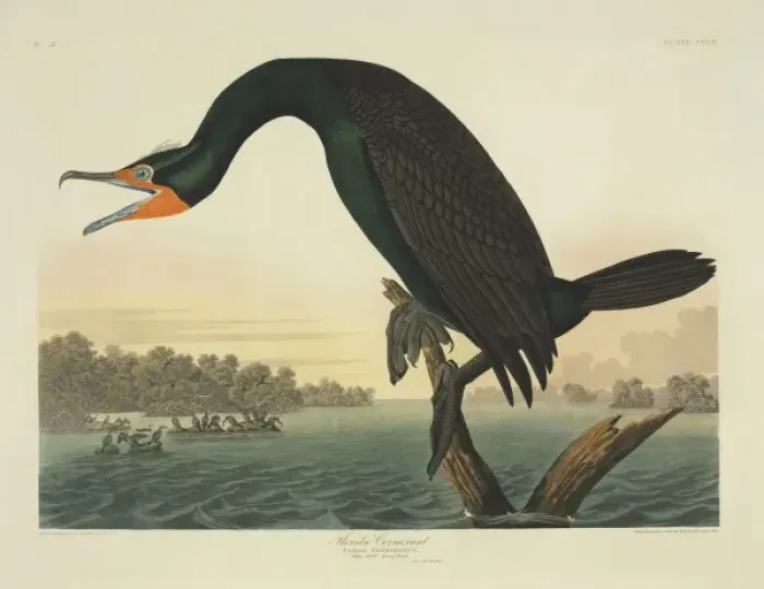 Framed Print : Phalacrocorax auritus, double-crested cormorant Framed Print : Phalacrocorax auritus, double-crested cormorant