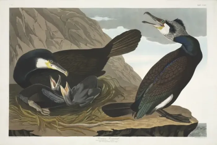 Framed Print : Phalacrocorax carbo, great cormorant Framed Print : Phalacrocorax carbo, great cormorant