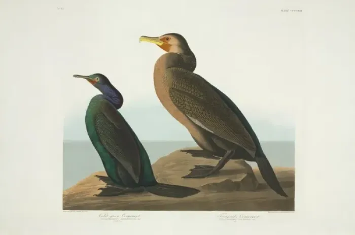 Framed Print : Phalacrocorax penicillatus, Phalacrocorax pelagicus Framed Print : Phalacrocorax penicillatus, Phalacrocorax pelagicus