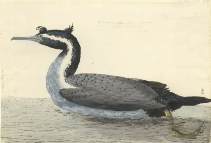 Framed Print : Phalacrocorax punctatus, spotted shag Framed Print : Phalacrocorax punctatus, spotted shag