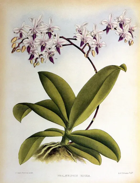 Framed Print : Phalaenopsis Rosea Date: 1882 Framed Print : Phalaenopsis Rosea Date: 1882