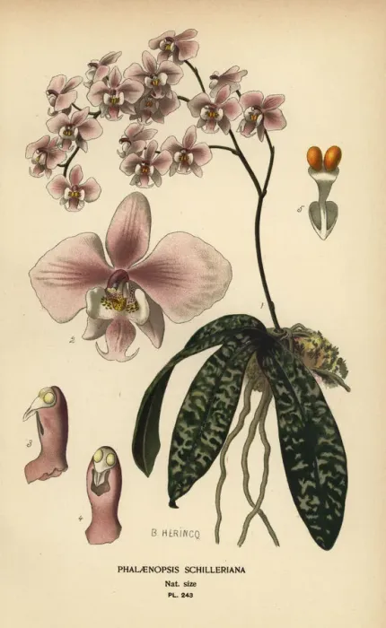 Framed Print : Phalaenopsis schilleriana orchid Framed Print : Phalaenopsis schilleriana orchid