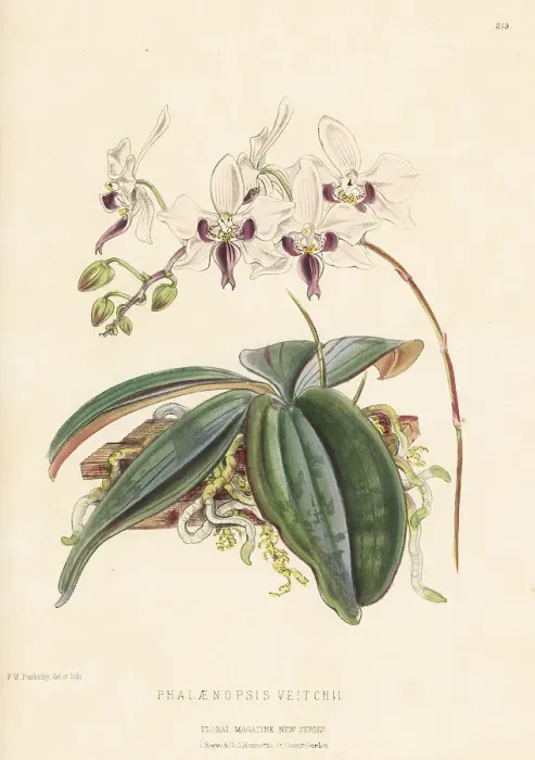 Framed Print : Phalaenopsis veitchii orchid Framed Print : Phalaenopsis veitchii orchid
