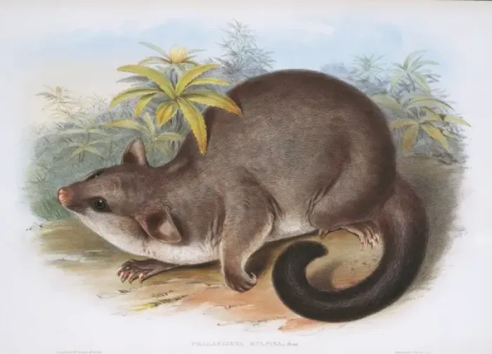 Framed Print : Phalangista rulpin, possum Framed Print : Phalangista rulpin, possum