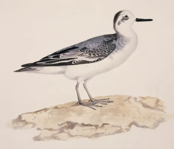 Framed Print : Phalaropus fulicarius, grey phalarope Framed Print : Phalaropus fulicarius, grey phalarope