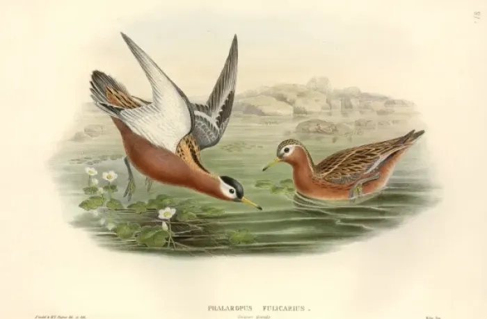 Framed Print : Phalaropus fulicarius, grey phalarope Framed Print : Phalaropus fulicarius, grey phalarope