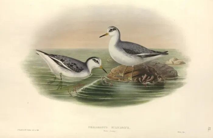 Framed Print : Phalaropus fulicarius, grey phalarope Framed Print : Phalaropus fulicarius, grey phalarope