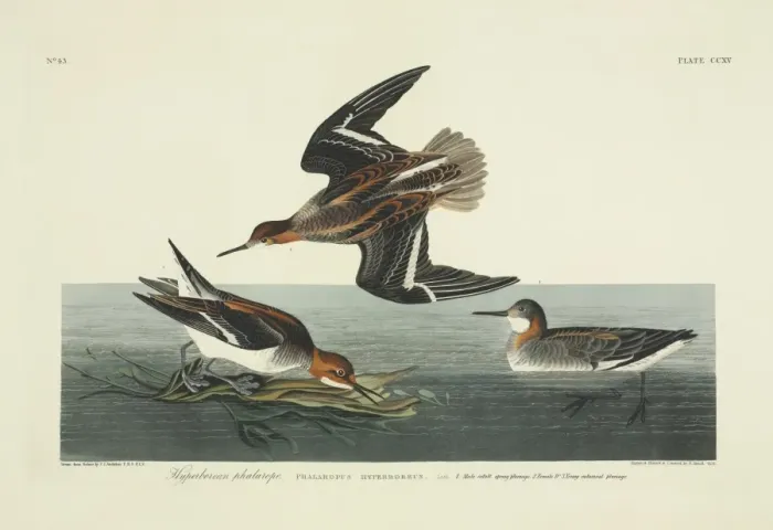 Framed Print : Phalaropus lobatus, red-necked phalarope Framed Print : Phalaropus lobatus, red-necked phalarope