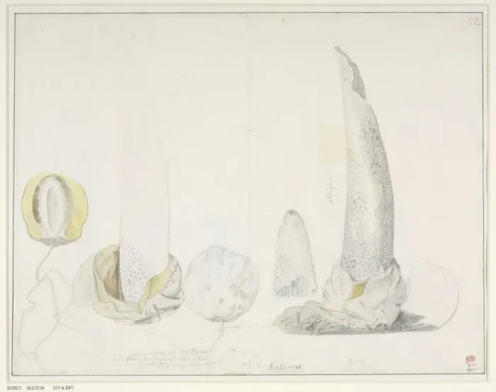 Framed Print : Phallus impudicus, George Dionysus Ehret Framed Print : Phallus impudicus, George Dionysus Ehret