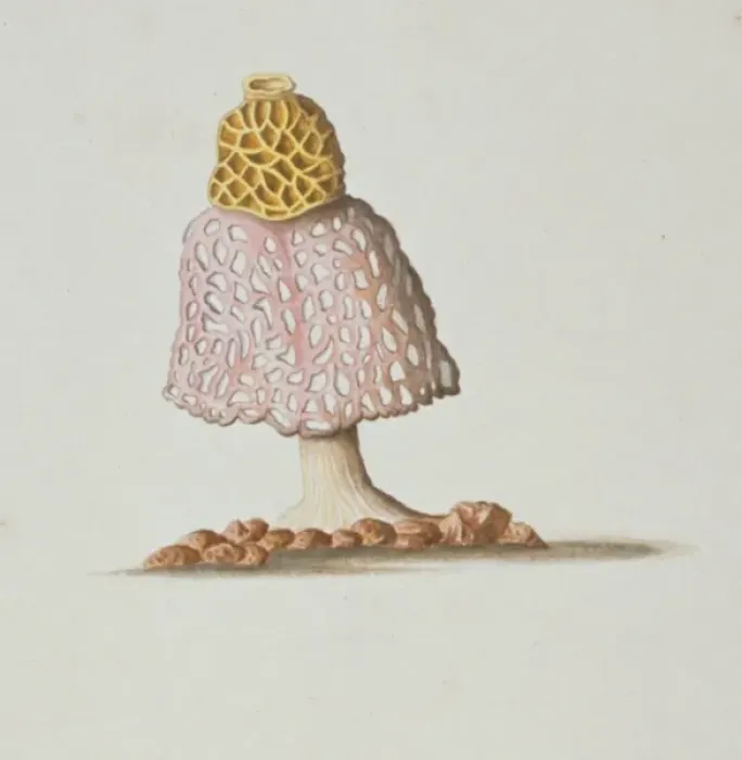 Framed Print : Phallus indusiatus, stinkhorn fungus Framed Print : Phallus indusiatus, stinkhorn fungus