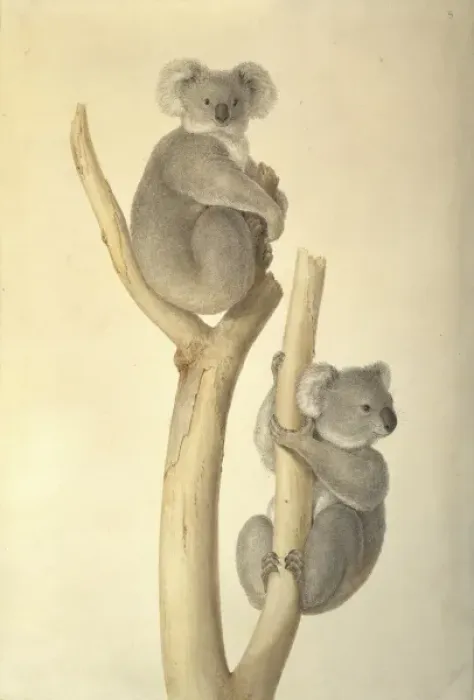 Framed Print : Phascolarctos cinereus, koala Framed Print : Phascolarctos cinereus, koala