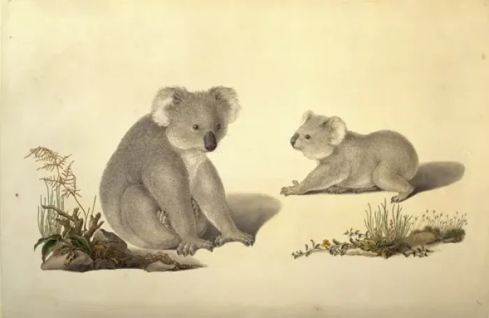 Framed Print : Phascolarctos cinereus, koala Framed Print : Phascolarctos cinereus, koala