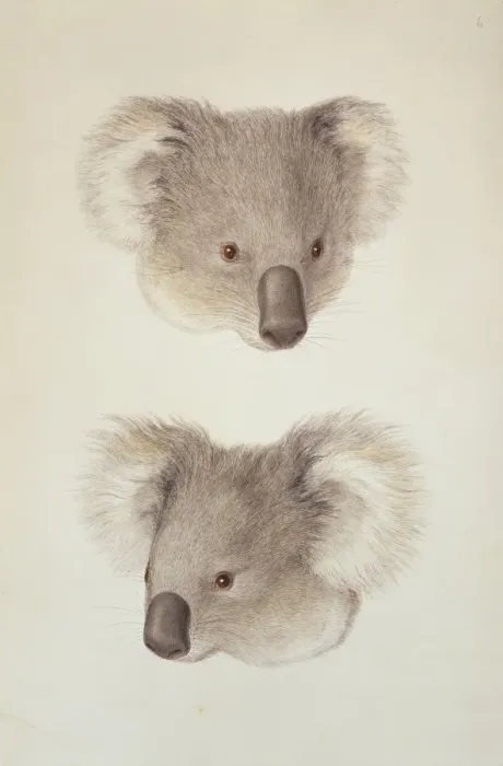 Framed Print : Phascolarctos cinereus, koala Framed Print : Phascolarctos cinereus, koala