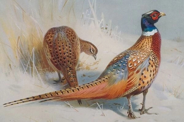 Phasianus colchicus, common pheasant