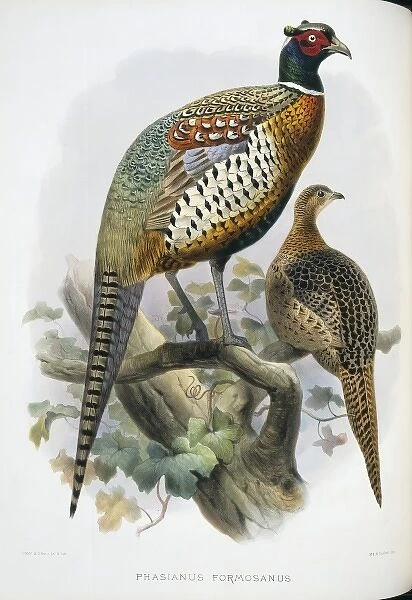 Phasianus colchicus formosanus, common (Formosan) pheasant
