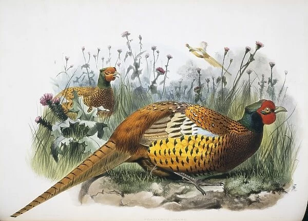 Phasianus colchicus shawii, common pheasant