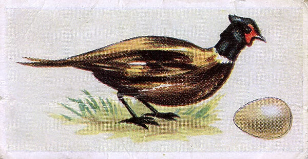 Pheasant. Date: 1959