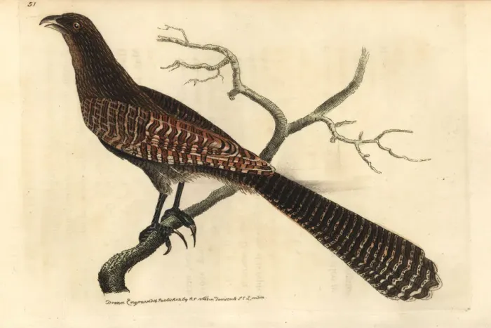 Framed Print : Pheasant coucal, Centropus phasianinus Framed Print : Pheasant coucal, Centropus phasianinus
