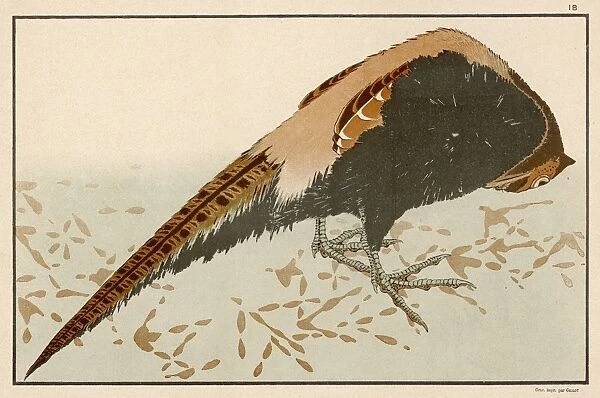 Pheasant (Hokusai)