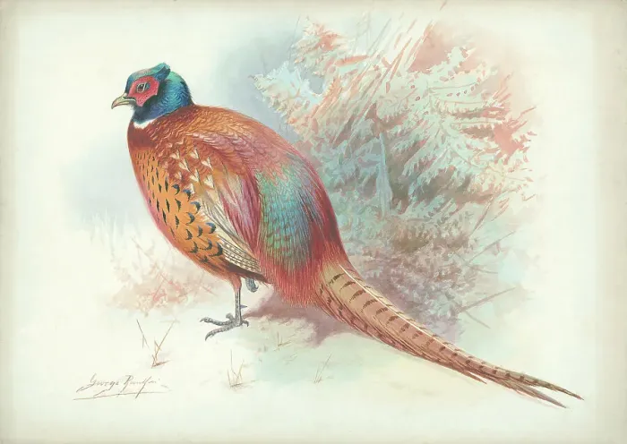 Framed Print : Pheasant (male) Framed Print : Pheasant (male)