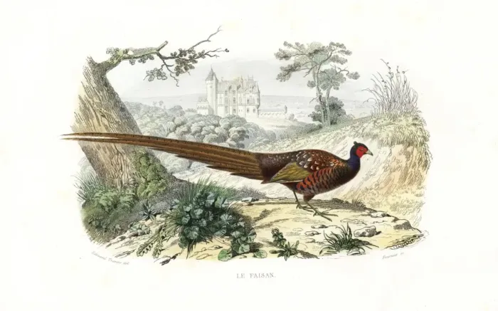Framed Print : Pheasant, Phasianus colchicus Framed Print : Pheasant, Phasianus colchicus
