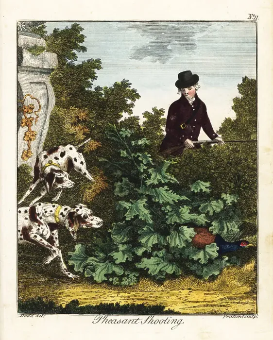 Framed Print : Pheasant shooting, 18th century Framed Print : Pheasant shooting, 18th century