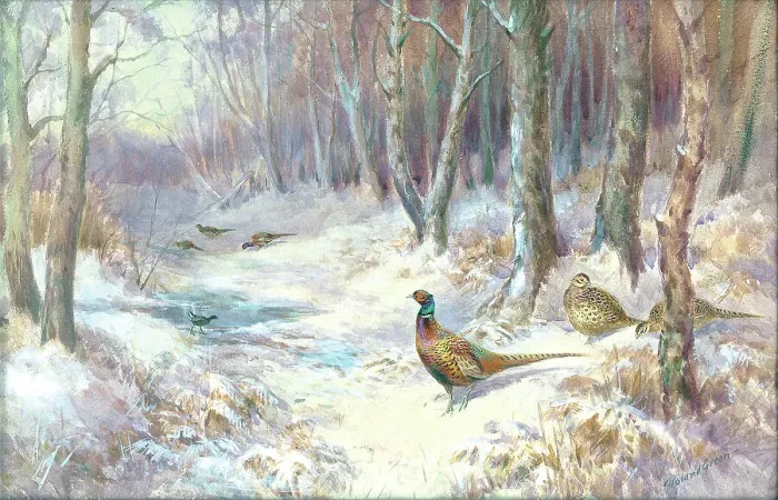 Framed Print : Pheasant in snow