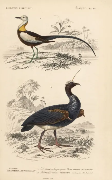 Framed Print : Pheasant-tailed jacana and horned screamer Framed Print : Pheasant-tailed jacana and horned screamer