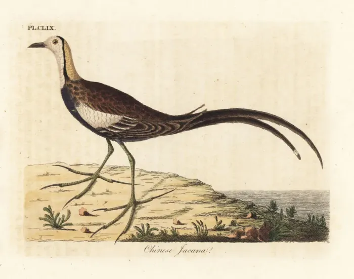 Framed Print : Pheasant-tailed jacana, Hydrophasianus chirurgus Framed Print : Pheasant-tailed jacana, Hydrophasianus chirurgus