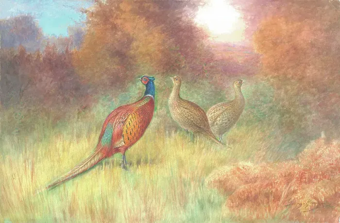 Framed Print : Pheasants male and two females British Birds Framed Print : Pheasants male and two females British Birds