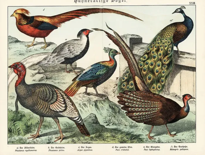 Framed Print : Pheasants, peacock, turkey, etc Framed Print : Pheasants, peacock, turkey, etc