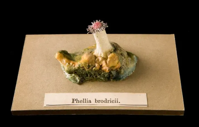 Framed Print : Phellia brodricii, sea anemone Framed Print : Phellia brodricii, sea anemone