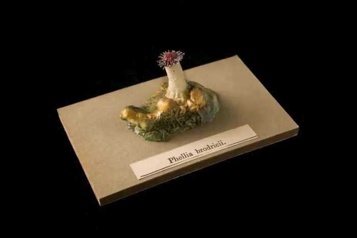 Framed Print : Phellia brodricii, sea anemone Framed Print : Phellia brodricii, sea anemone