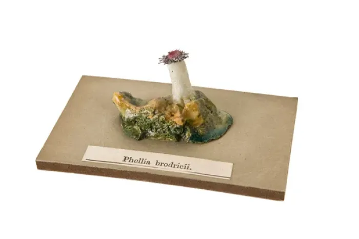 Framed Print : Phellia brodricii, sea anemone Framed Print : Phellia brodricii, sea anemone