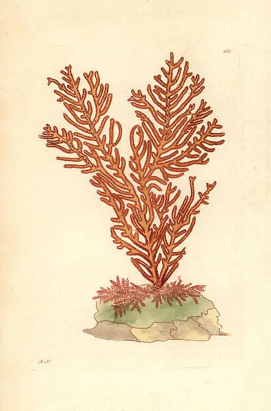 Phenilia coral species, Phenilia sanguinolenta