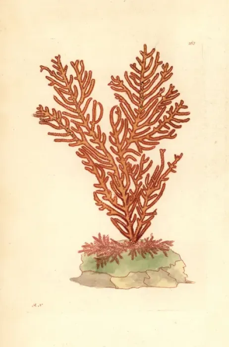 Framed Print : Phenilia coral species, Phenilia sanguinolenta Framed Print : Phenilia coral species, Phenilia sanguinolenta