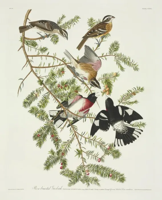 Framed Print : Pheucticus ludovicianus, rose-breasted grosbeak Framed Print : Pheucticus ludovicianus, rose-breasted grosbeak