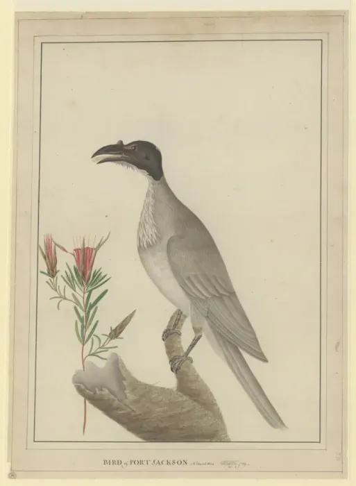 Framed Print : Philemon corniculatus, noisy friarbird Framed Print : Philemon corniculatus, noisy friarbird