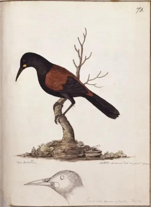 Framed Print : Philesternus carrunculatus, saddleback Framed Print : Philesternus carrunculatus, saddleback
