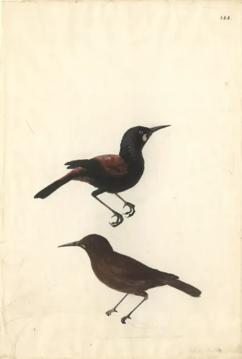 Framed Print : Philesturnus carunculatus, saddleback Framed Print : Philesturnus carunculatus, saddleback