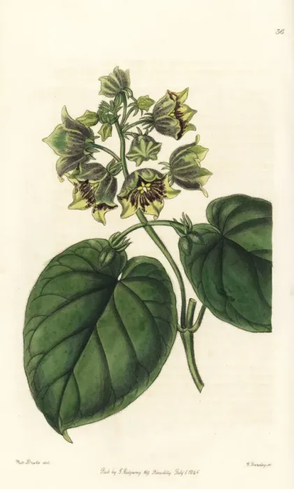 Framed Print : Philibertia campanulata Framed Print : Philibertia campanulata