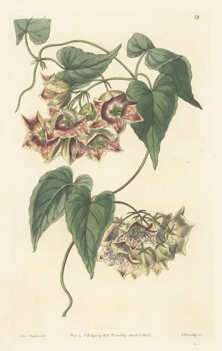 Framed Print : Philibertia gilliesii Framed Print : Philibertia gilliesii