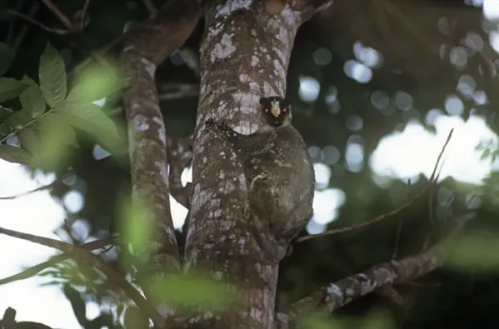 Framed Print : Philippine flying lemur Framed Print : Philippine flying lemur