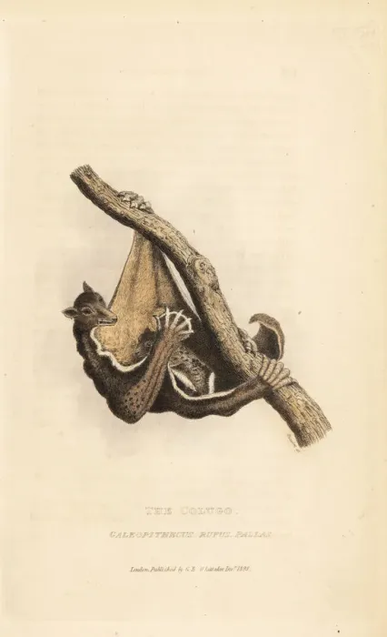Framed Print : Philippine flying lemur, Cynocephalus volans Framed Print : Philippine flying lemur, Cynocephalus volans