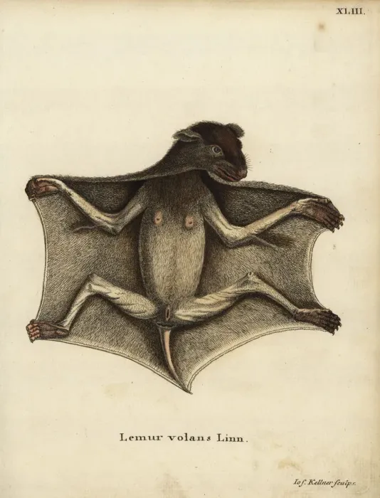 Framed Print : Philippine flying lemur, Cynocephalus volans Framed Print : Philippine flying lemur, Cynocephalus volans