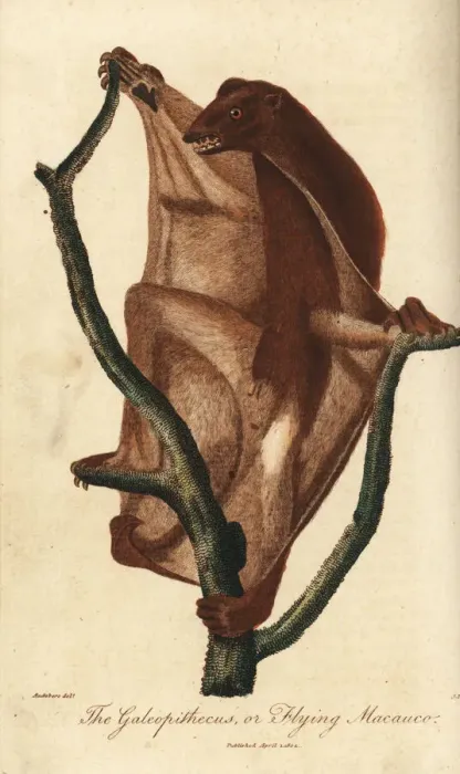 Framed Print : Philippine flying lemur, Cynocephalus volans Framed Print : Philippine flying lemur, Cynocephalus volans