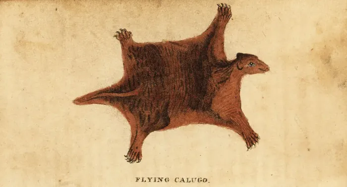 Framed Print : Philippine flying lemur, Cynocephalus volans Framed Print : Philippine flying lemur, Cynocephalus volans